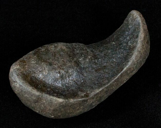 Fossil Cetacean (Whale) Ear Bone - Miocene #3499